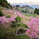 【 2/22 】拉拉山(櫻花季)+明池3日遊