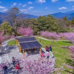 【 3/9 】梨山、福壽山＋梅峰清境(千櫻園賞櫻)3日遊