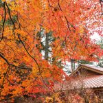 【 12/14～17 】梨山、武陵清境4日遊