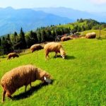 【 9/11.12.13 】吉建合作社、清境、日月潭渡假之旅