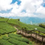 【 3/10～11 】阿里山(賞櫻季)、石棹、游巴斯 2日遊