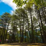 【 8/9~11 】大雪山森林+谷關溫泉+華山下午茶3日